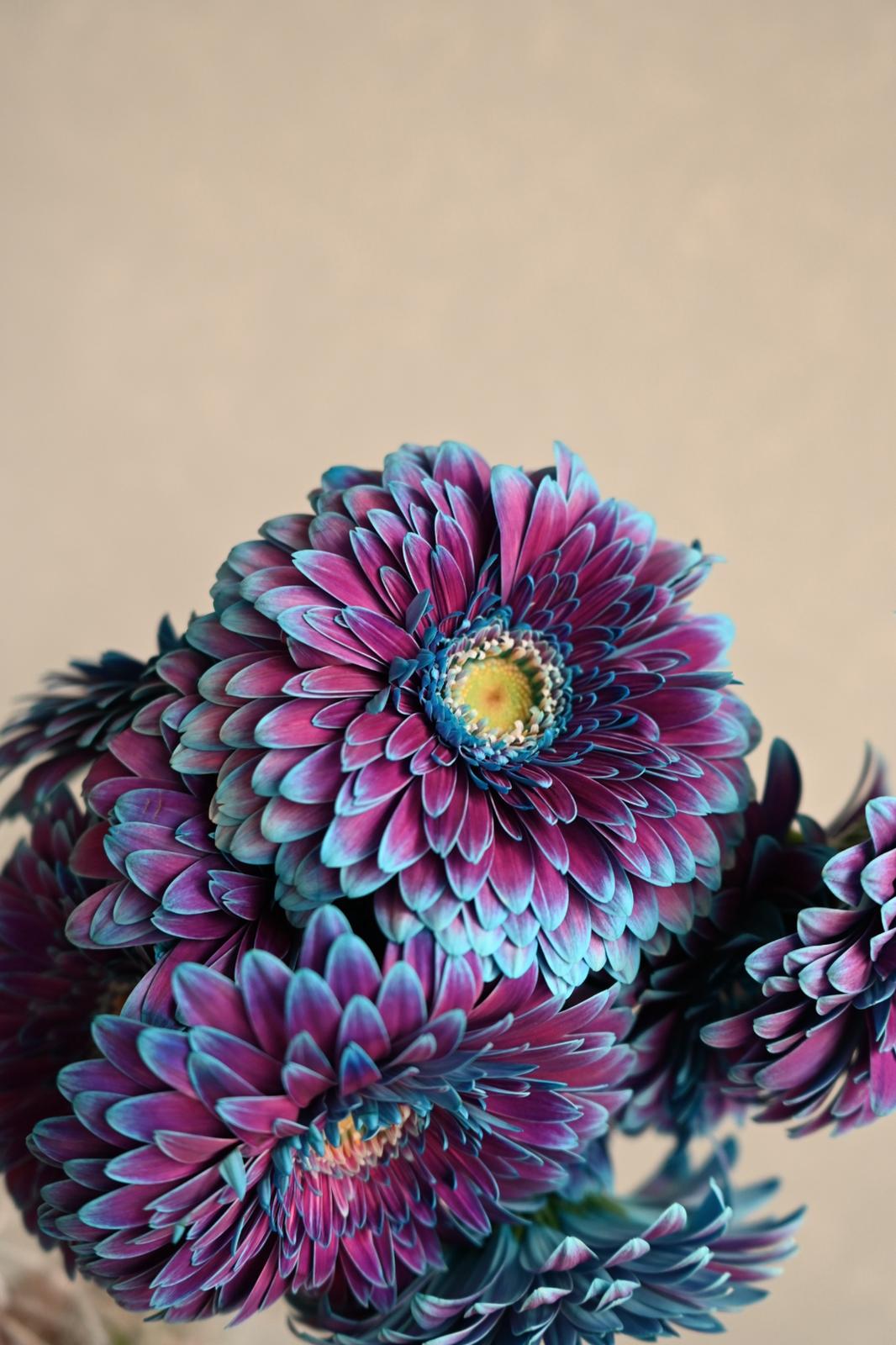 Gerbera Royal Blue