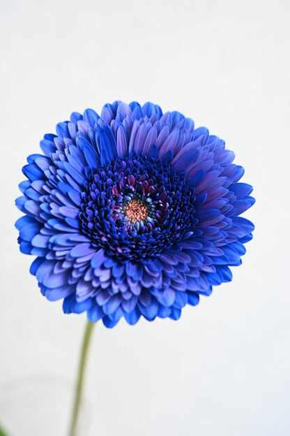 Gerbera Royal Blue