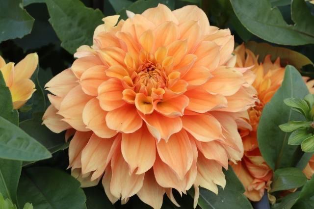 Dahlia 奏 Kanade (60cm)