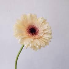 Gerbera Éclair – Green Orbs