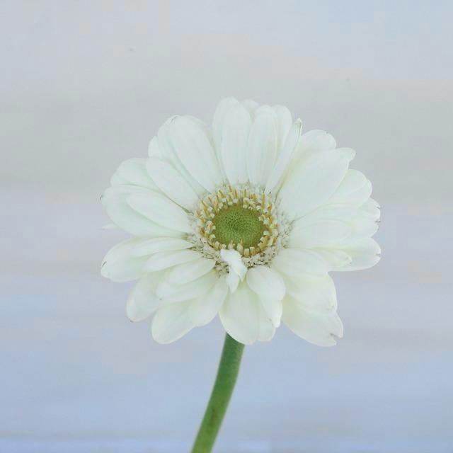 Gerbera Ariel