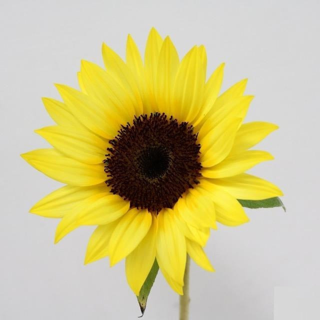 Helianthus Sunrich Banana