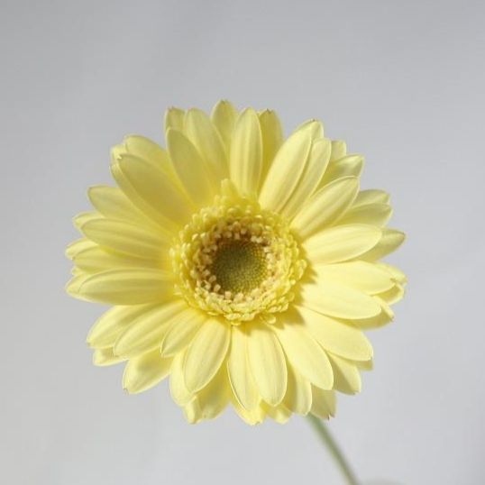 (PROMO!!) Gerbera Petit Smile