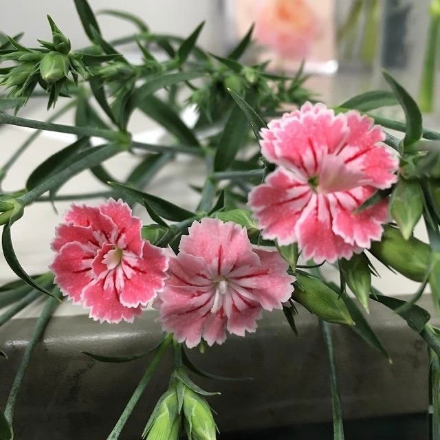 (Clearance Sale) Dianthus Raffine Amy