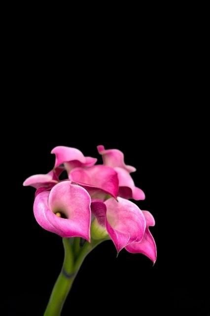 (Clearance Sales) Calla Fantasia (特大花!! 70cm)