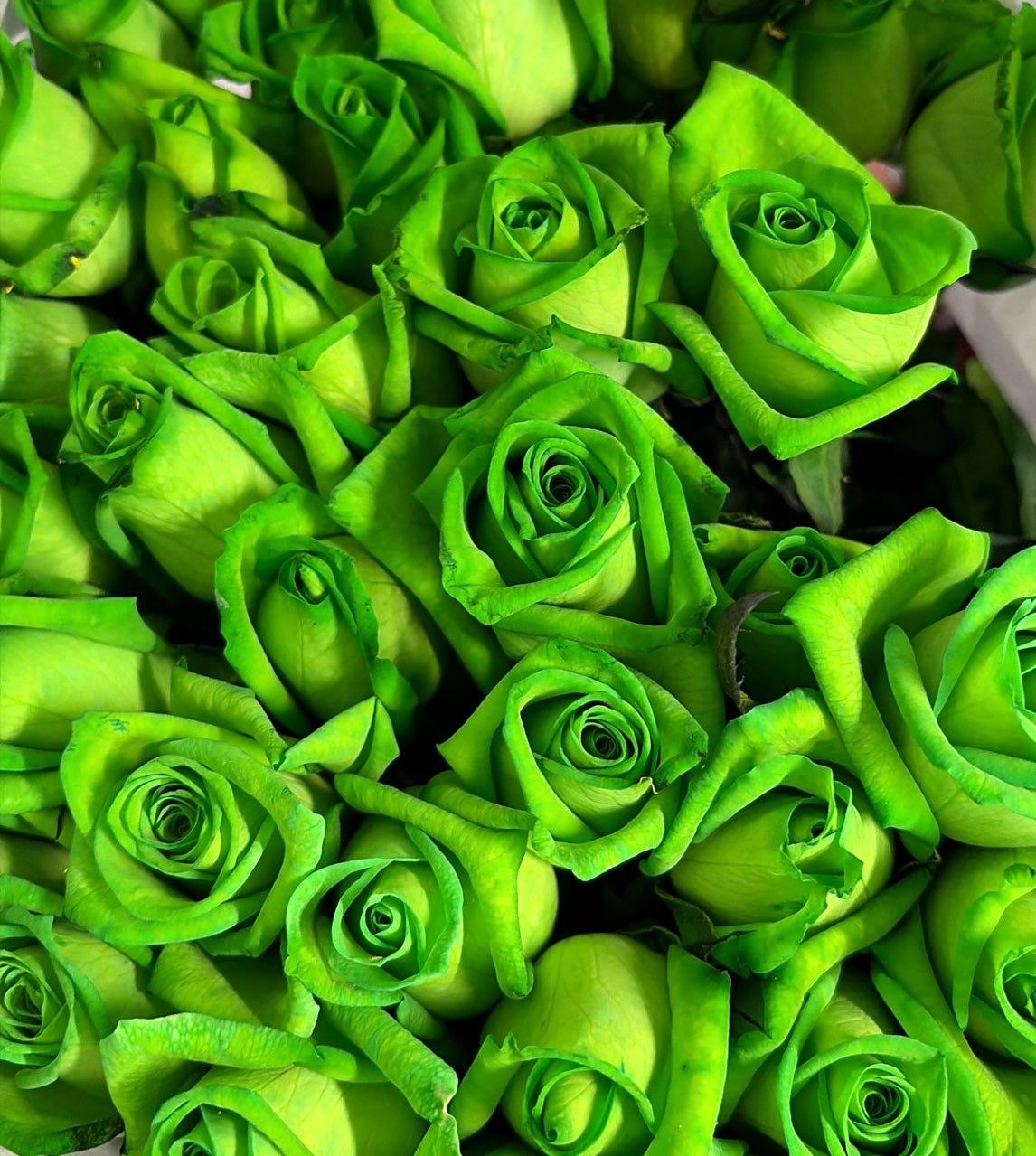 (Clearance Sale) Rosa Tinted Green Vendela