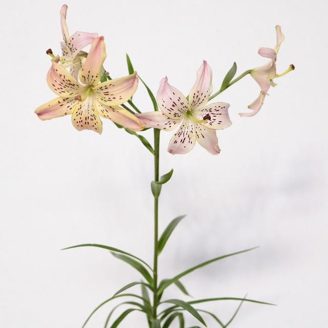 Lilium Corsage