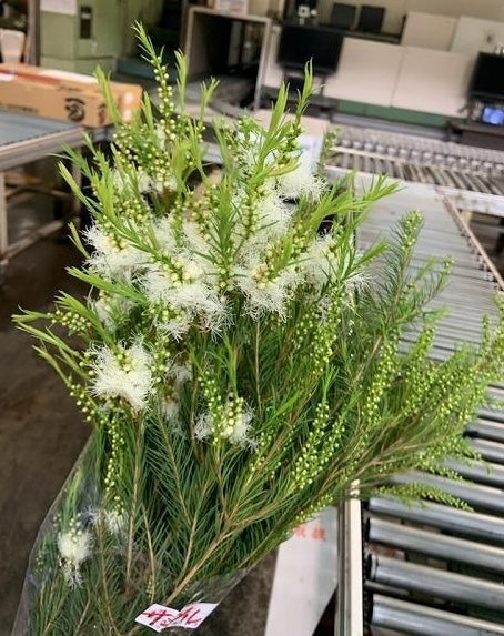Melaleuca Medical Tree 茶樹 (50cm)