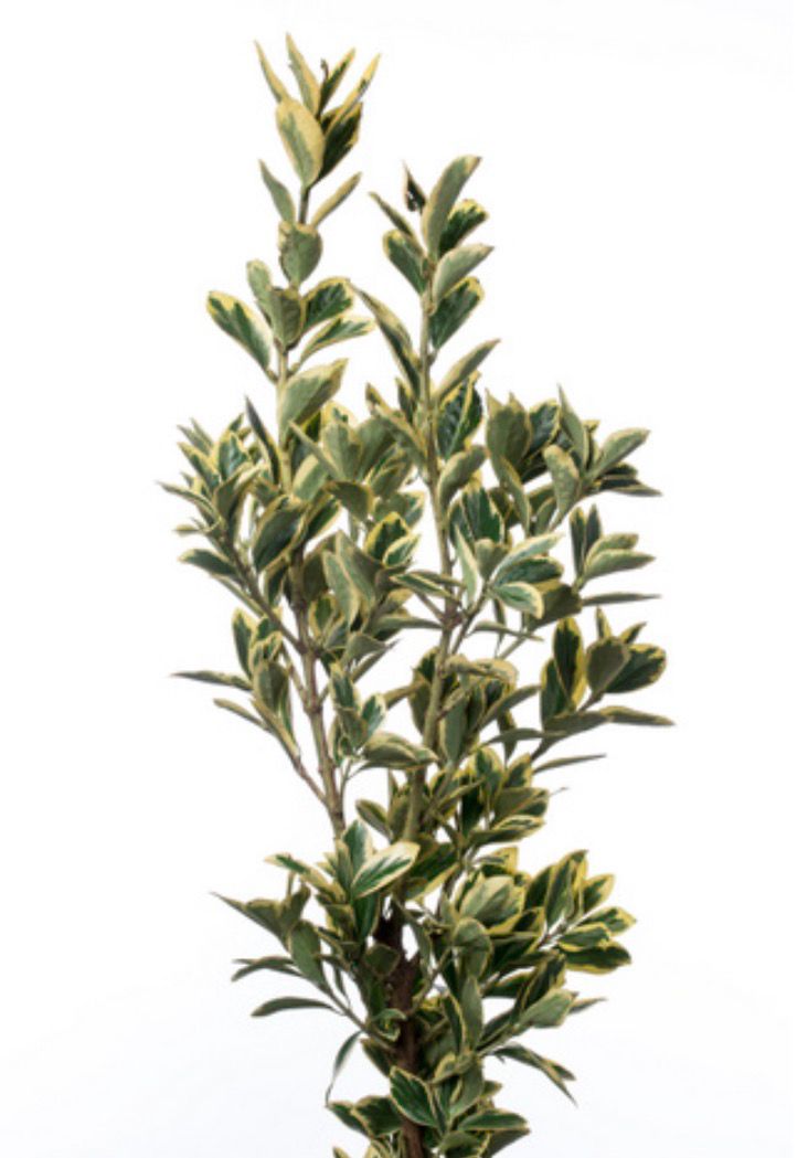 Euonymus Bekkoumasaki 别甲正木