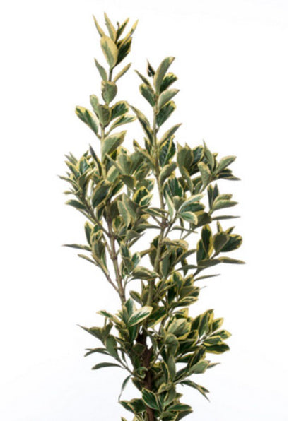 Euonymus Bekkoumasaki 别甲正木