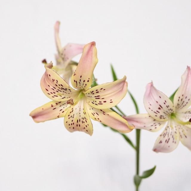 Lilium Corsage