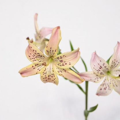 Lilium Corsage