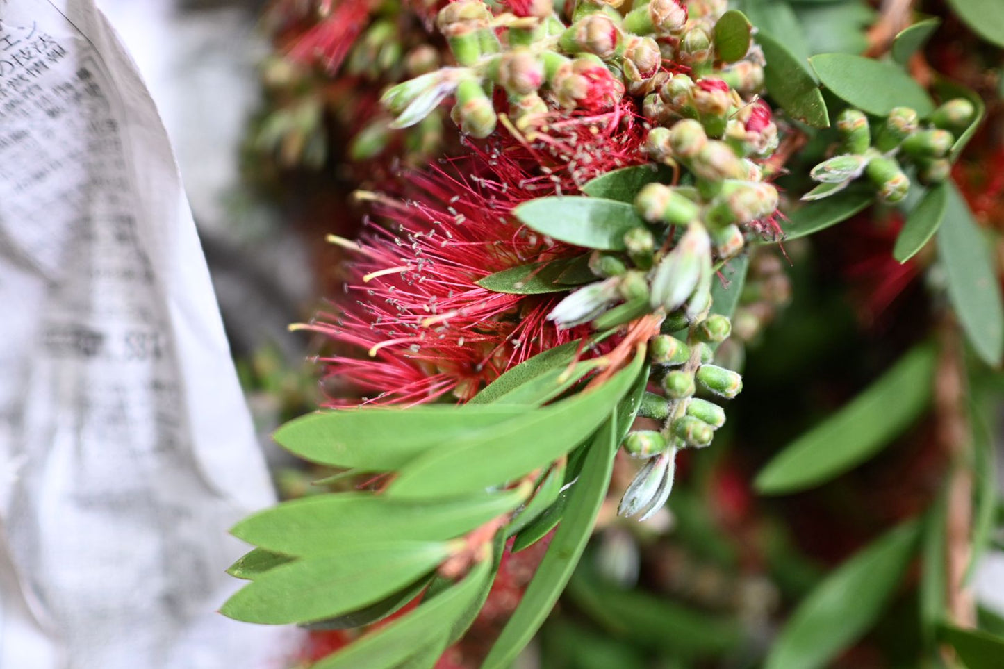 Callistemon 金宝樹 (80-90cm)