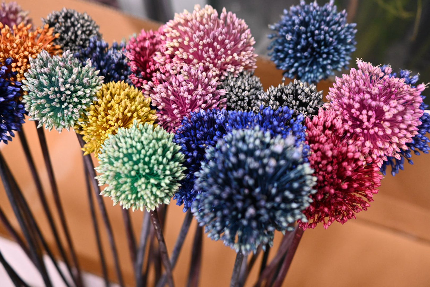 Allium (Tinted) (秀 100cm)