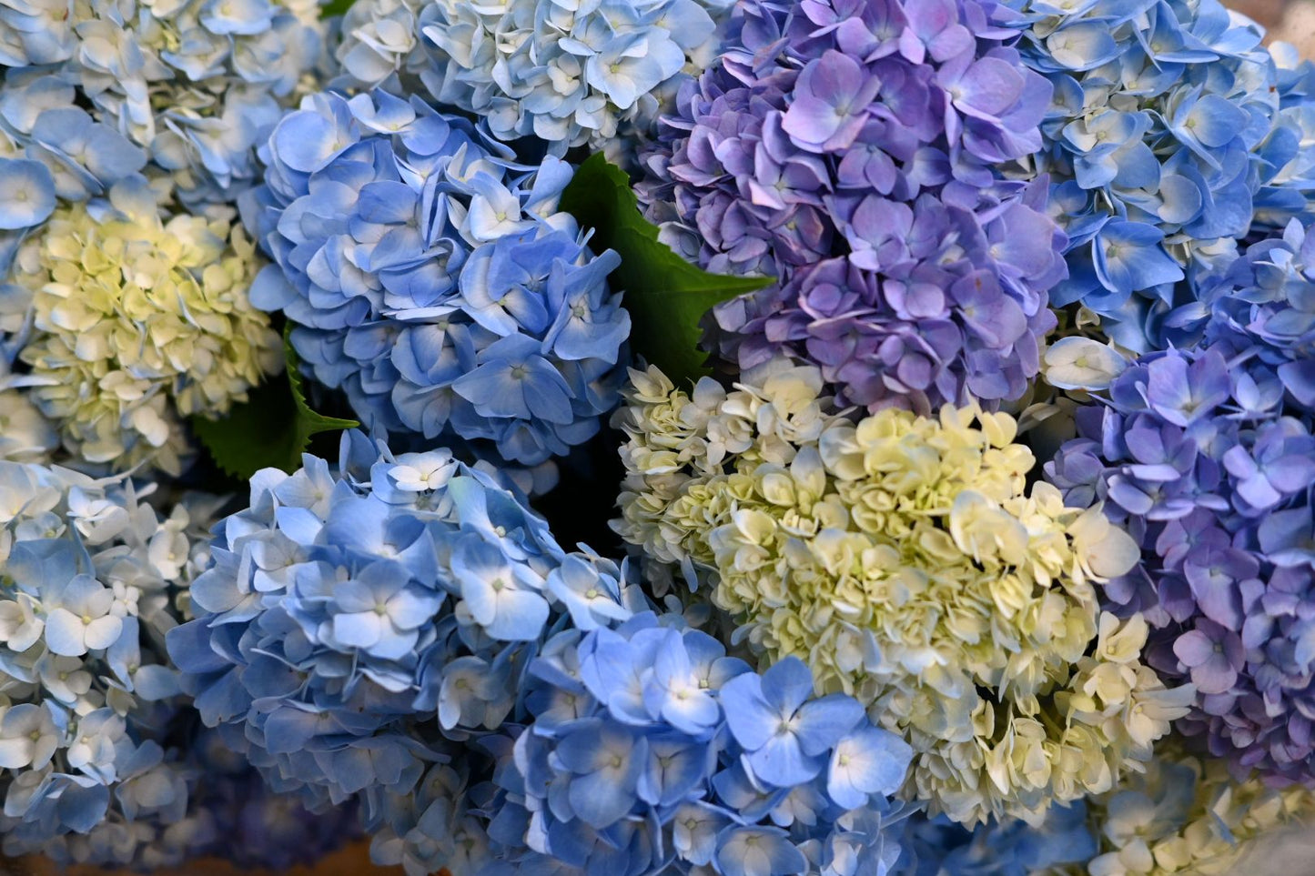 Hydrangea Blue (110cm)