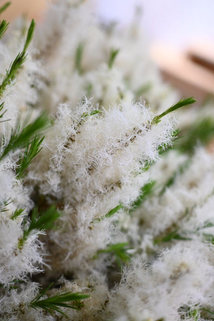 Melaleuca Medical Tree 茶樹 (50cm)