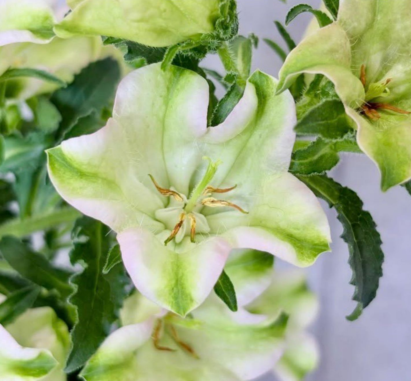 Campanula Evergreen Pink (Select 80cm)