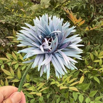 Gerbera Monster Sully