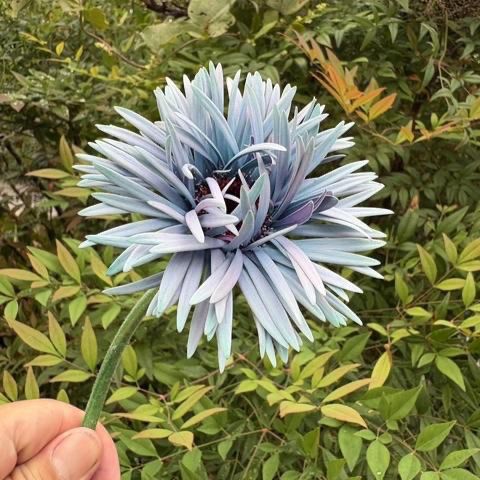 Gerbera Monster Sully