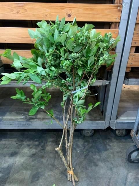 Litsea cubeba Blueberry