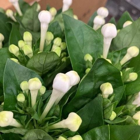 Bouvardia Tokyo Star Silky White