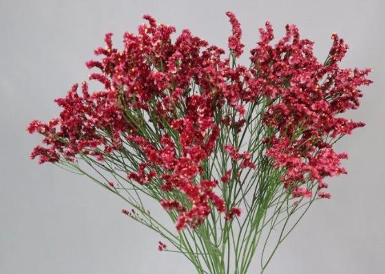 Statice (Limonium sinuatum) 新斑鳩