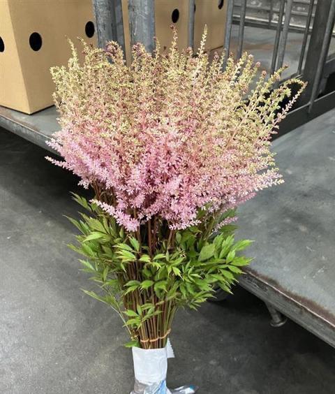Astilbe Erika (50cm)