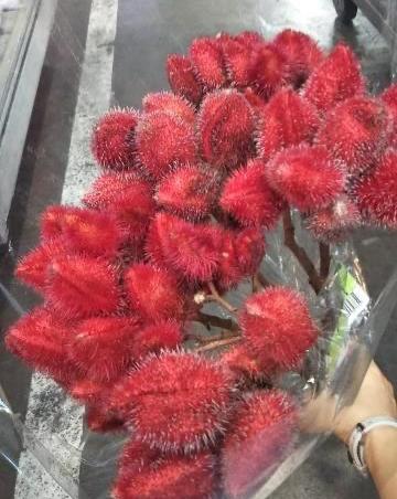 Bixa orellana Beninoki 紅の木 (55cm)