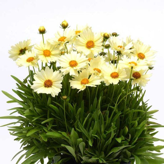 Coreopsis Cream