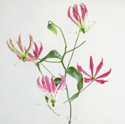 (Clearance Sale) Gloriosa Pink