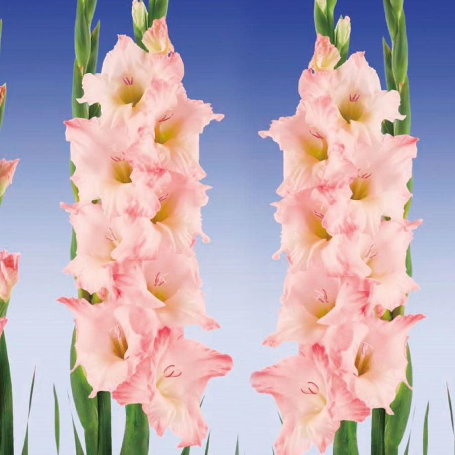 Gladiolus Careless