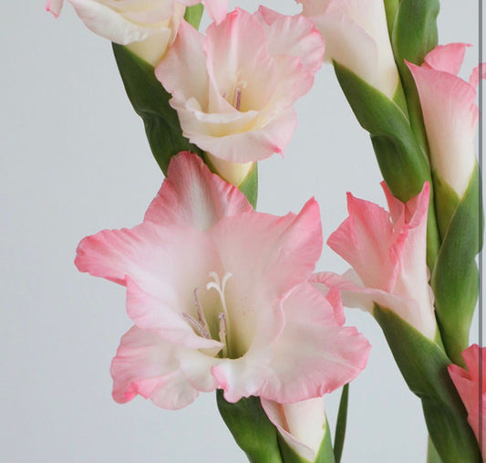 Gladiolus Careless