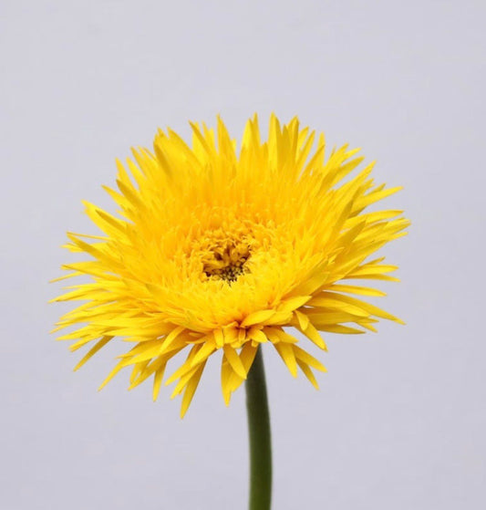 Gerbera Spider Polish