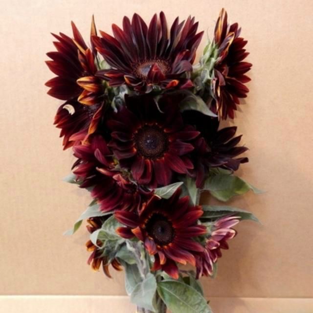 Helianthus Claret