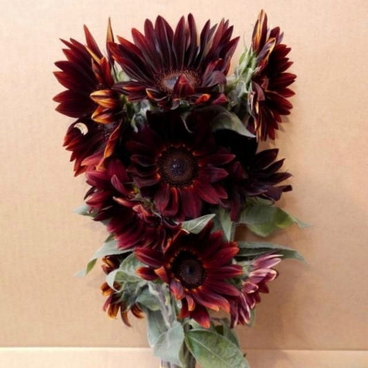 Helianthus Claret