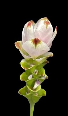 Curcuma White Ball (2L)