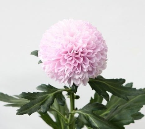 Chrysanthemum Hero (2L)
