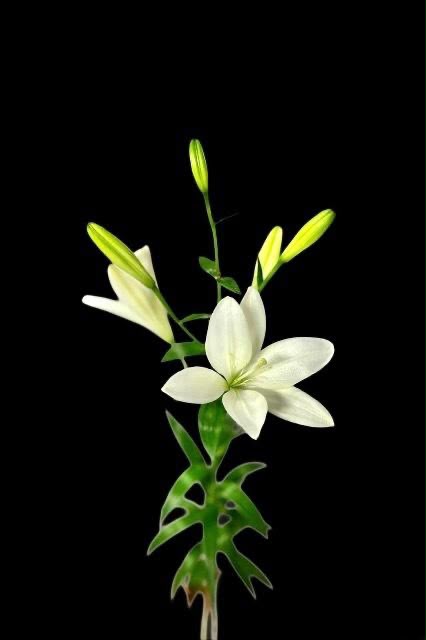 無花粉品種!! Lilium White Cocotte (70cm)
