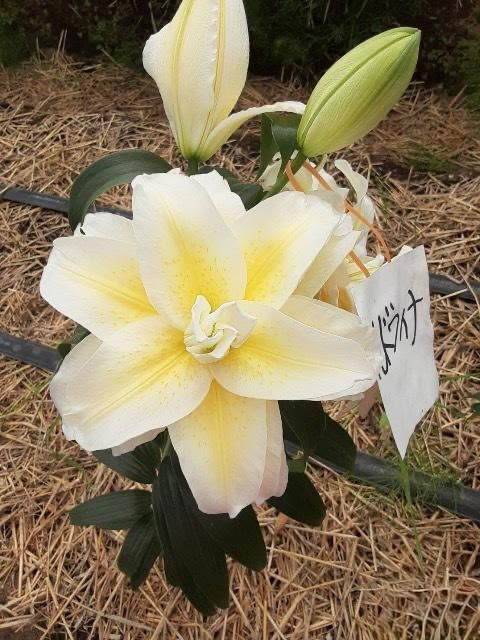Lilium Ludwina (60-70cm)