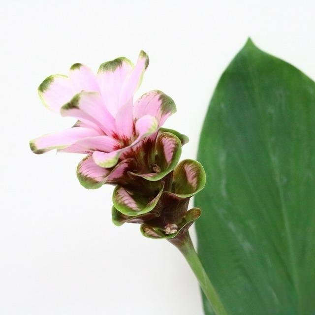 Curcuma Maeten No1 (60cm)