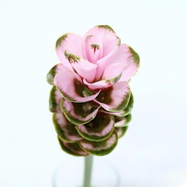 Curcuma Maeten No1 (60cm)