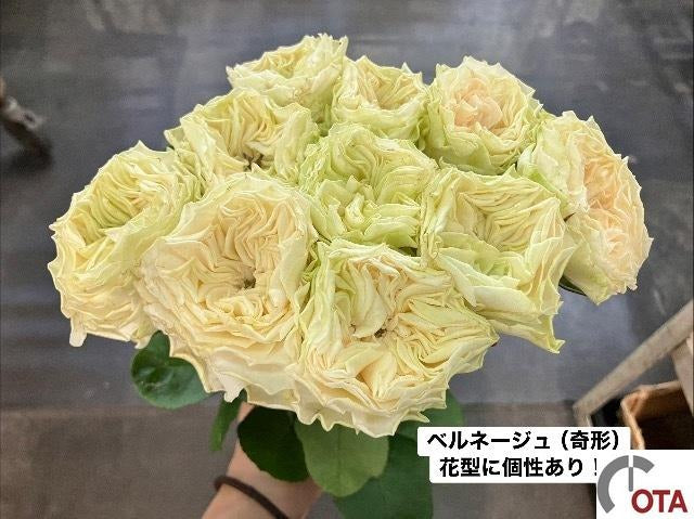 新入荷!! Belle Neige (50-60cm)