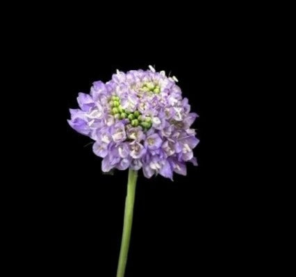 Scabiosa Purple (40cm)
