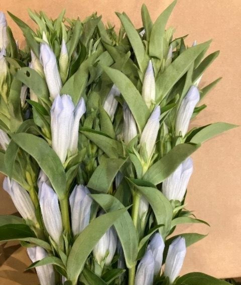 Gentiana Goshono Veil (80cm)