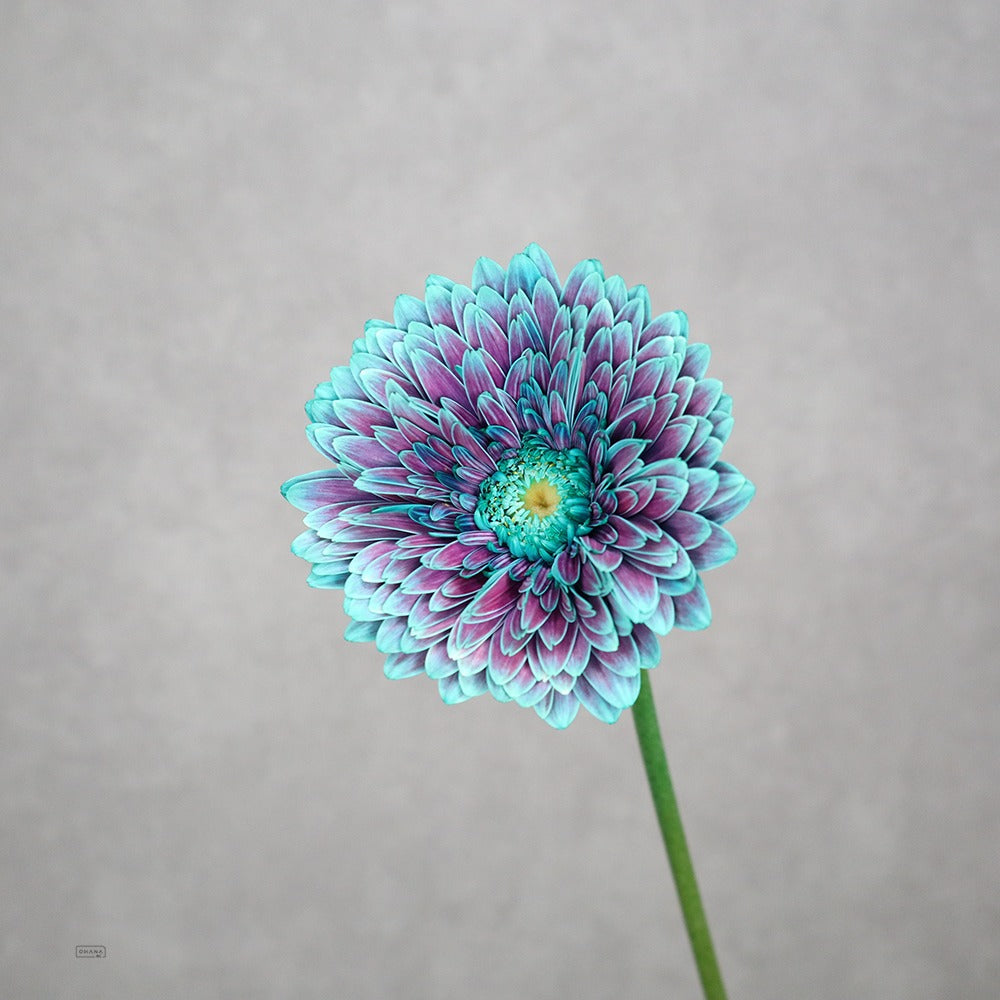 Gerbera Tinted Mint Power Bowl (50cm)