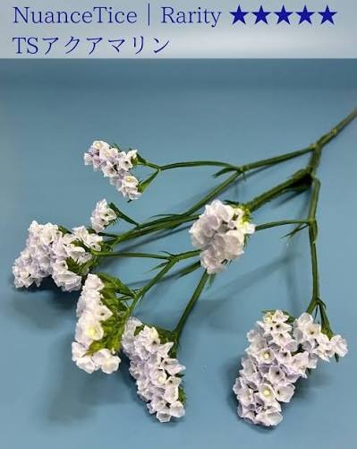 Limonium sinuatum Aqua Marine (60cm)
