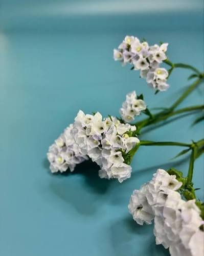 Limonium sinuatum Aqua Marine (60cm)