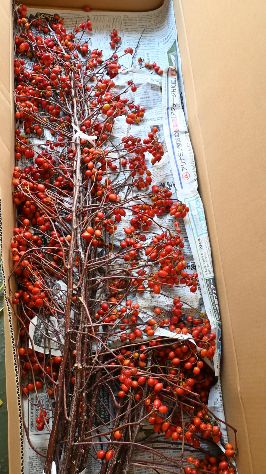 Rosa glauca 鈴バラ (150cm)
