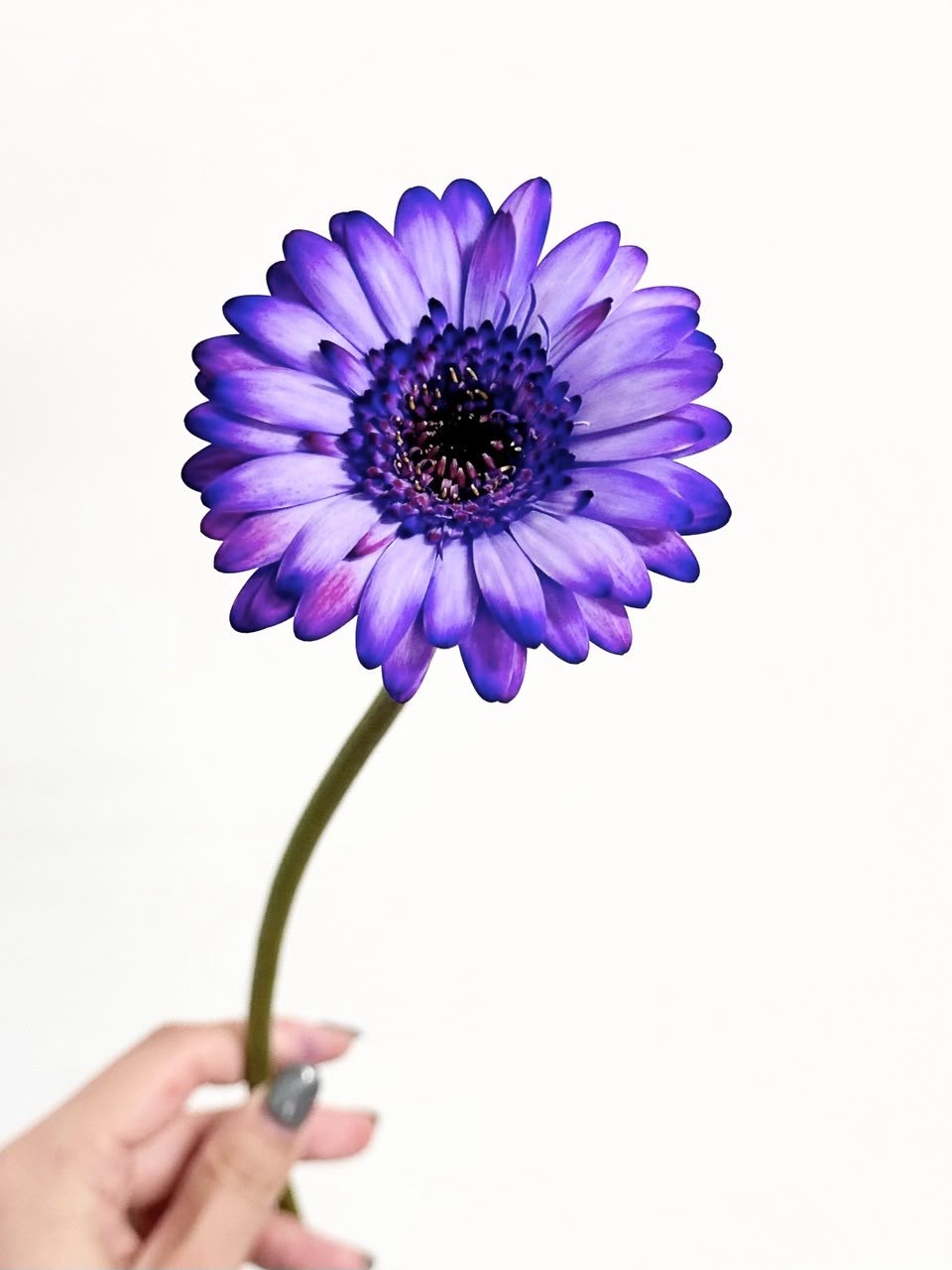 新入荷!! Gerbera Witch Berry