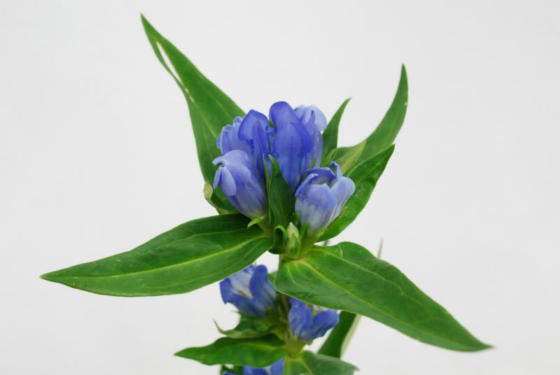 Gentiana Tsuruoka Blue (70cm)